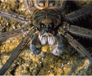 Fishing Spider courtesy of Insects.org